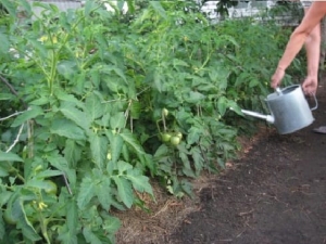 Tomates mûres précoces pour les jus, les salades et la conservation Fatima - caractéristiques et description de la variété