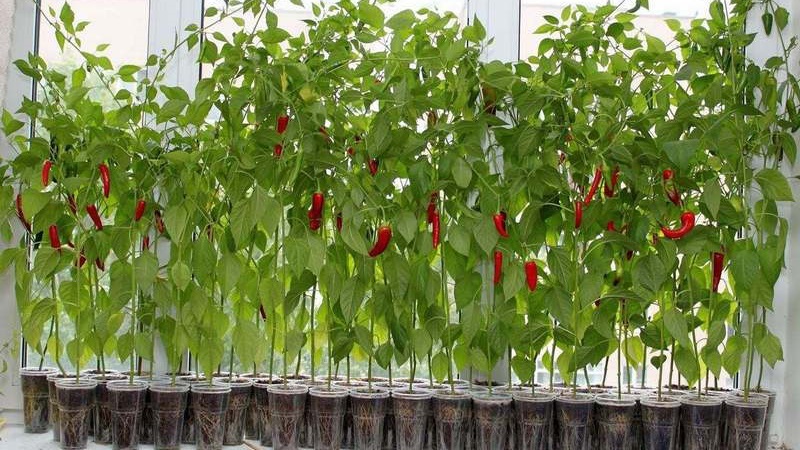 Comment faire pousser des piments à la maison sur un rebord de fenêtre: instructions étape par étape et secrets d'agriculteurs expérimentés
