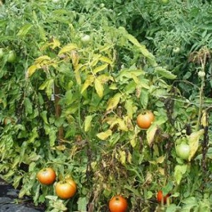 Un problème courant pour les résidents d'été: les feuilles des tomates jaunissent - que faire et comment l'éviter?