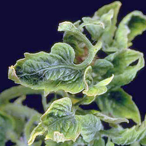 Un problème courant pour les résidents d'été: les feuilles des tomates jaunissent - que faire et comment l'éviter?