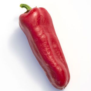 Variété de poivre Morozko à haut rendement et à maturation précoce pour les serres et les terrains ouverts