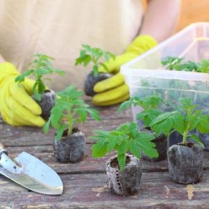 Variété de poivre Morozko à haut rendement et à maturation précoce pour les serres et les terrains ouverts