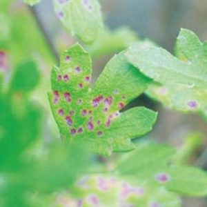 Variété de poivre Morozko à haut rendement et à maturation précoce pour les serres et les grands espaces