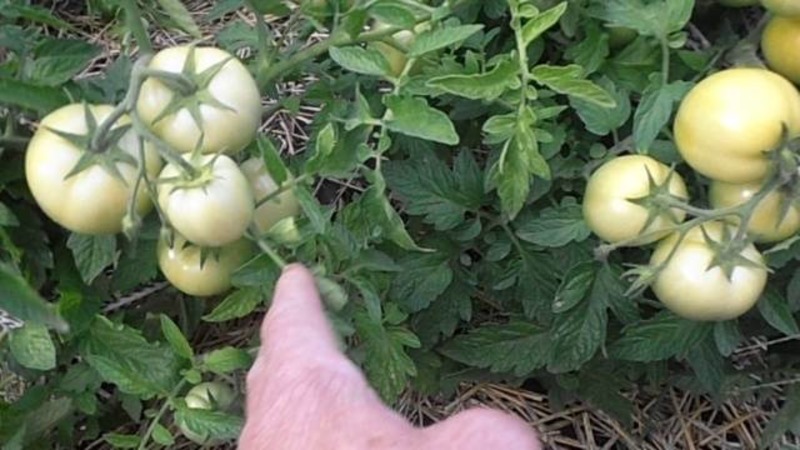 Nous faisons connaissance avec la tomate Irishka F1 et essayons de la cultiver sur notre site