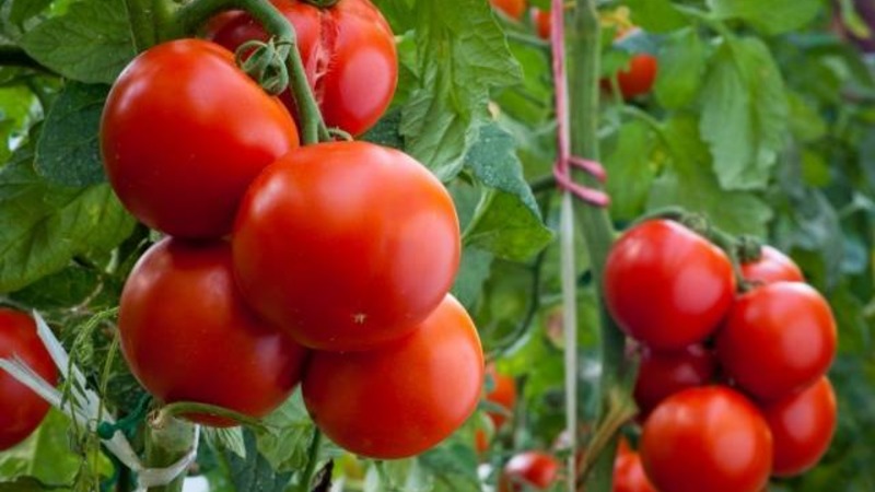Nous faisons connaissance avec la tomate Irishka F1 et essayons de la cultiver sur notre site