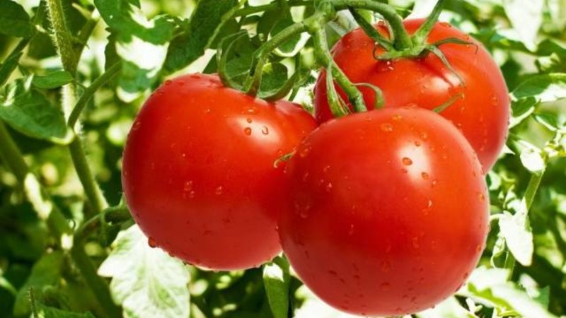 Nous faisons connaissance avec la tomate Irishka F1 et essayons de la cultiver sur notre site