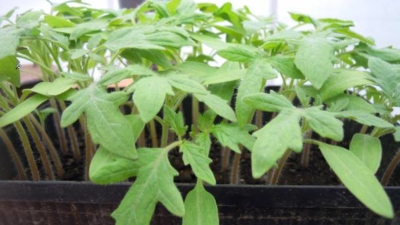 Nous faisons connaissance avec la tomate Irishka F1 et essayons de la cultiver sur notre site