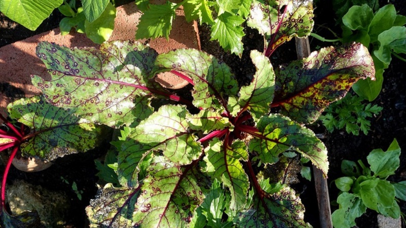 Comment traiter la cercosporose de la betterave et prévenir l'apparition de cette maladie à l'avenir