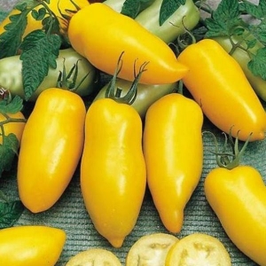 Une variété étonnante pour les résidents d'été-expérimentateurs - cuisses de tomate et de banane et recommandations pour sa culture