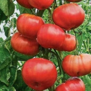 Nouvel amour hybride: schéma de plantation et caractéristiques d'entretien pour une bonne récolte