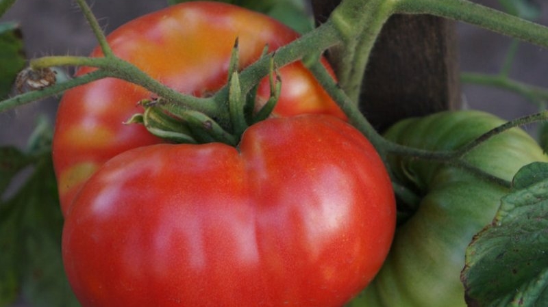 Nouvel amour hybride: schéma de plantation et caractéristiques d'entretien pour une bonne récolte