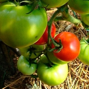 Nouvel amour hybride: schéma de plantation et caractéristiques d'entretien pour une bonne récolte