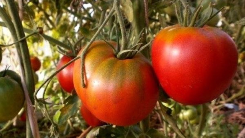 Variété de sélection domestique difficile à entretenir, mais incroyablement productive - la tomate cosmonaute Volkov
