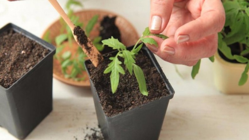 Tomate Pink Stella résistante aux maladies et facile d'entretien: critiques, photos et secrets pour obtenir une récolte abondante