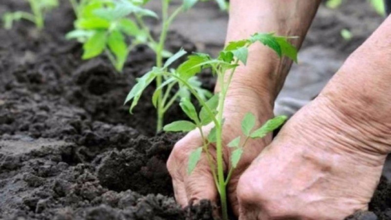 Tomate Pink Stella résistante aux maladies et facile d'entretien: critiques, photos et secrets pour obtenir une récolte abondante
