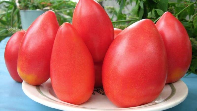 Tomate Pink Stella résistante aux maladies et facile d'entretien: critiques, photos et secrets pour obtenir une récolte abondante
