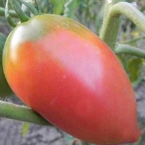 Tomate Pink Stella résistante aux maladies et facile d'entretien: critiques, photos et secrets pour obtenir une récolte abondante