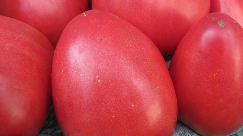 Tomate Pink Stella résistante aux maladies et facile d'entretien: critiques, photos et secrets pour obtenir une récolte abondante