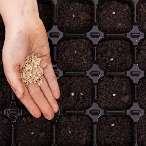 Tomate Pink Stella résistante aux maladies et facile d'entretien: critiques, photos et secrets pour obtenir une récolte abondante