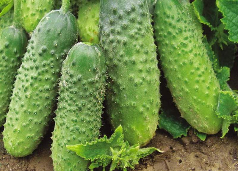 Un concombre précoce qui ne nécessite pas de pollinisation Murashka par des éleveurs domestiques