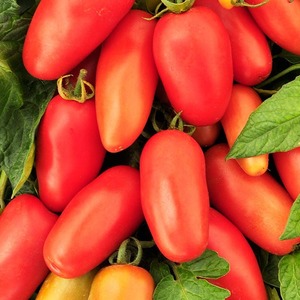 Une trouvaille pour les gourmets - Délicatesse de la tomate de Moscou: avantages par rapport aux autres variétés de tomates