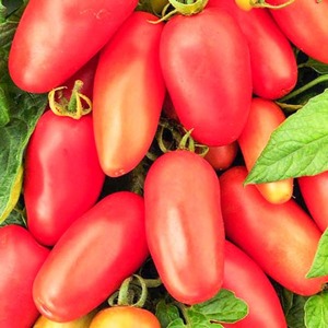 Une trouvaille pour les gourmets - Délicatesse de la tomate de Moscou: avantages par rapport aux autres variétés de tomates