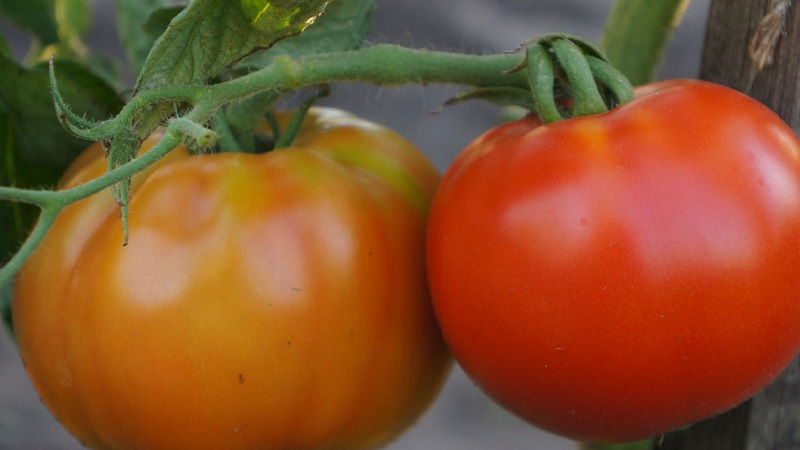 La meilleure variété à maturation précoce de l'avis des résidents d'été est le roi de la tomate précoce: pourquoi est-elle si bonne et pourquoi elle vaut la peine d'être cultivée
