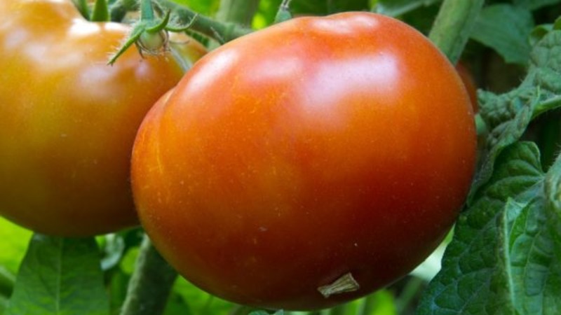 La meilleure variété à maturation précoce de l'avis des résidents d'été est le roi de la tomate précoce: pourquoi est-elle si bonne et pourquoi elle vaut la peine d'être cultivée
