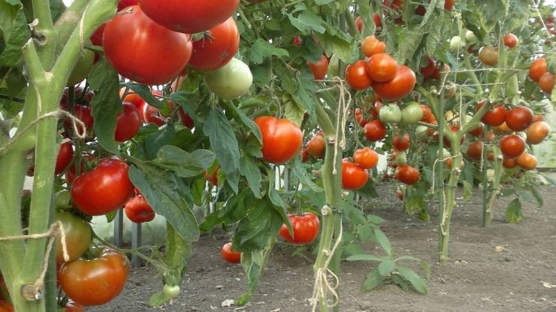 La meilleure variété à maturation précoce de l'avis des résidents d'été est le roi de la tomate précoce: pourquoi est-elle si bonne et pourquoi elle vaut la peine d'être cultivée