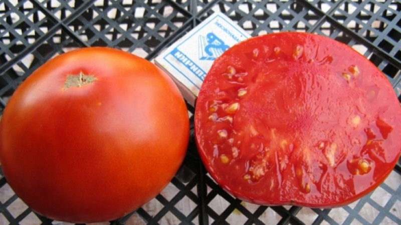 La meilleure variété à maturation précoce de l'avis des résidents d'été est le roi de la tomate précoce: pourquoi est-elle si bonne et pourquoi elle vaut la peine d'être cultivée