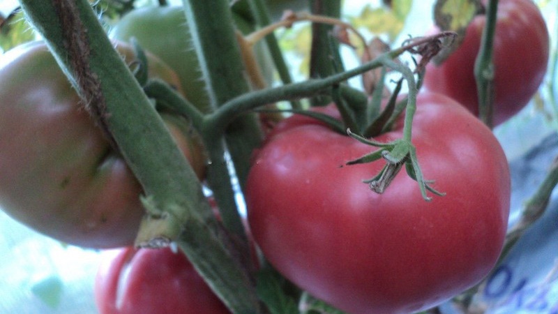 La meilleure variété à maturation précoce de l'avis des résidents d'été est le roi de la tomate précoce: pourquoi est-elle si bonne et pourquoi elle vaut la peine d'être cultivée
