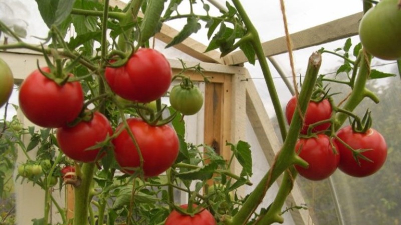 Nous obtenons un rendement élevé avec des coûts et des risques minimes, en cultivant une ferme collective de tomates productive