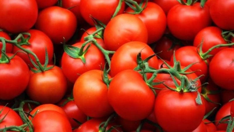 Nous obtenons un rendement élevé avec des coûts et des risques minimes, en cultivant une ferme collective de tomates productive