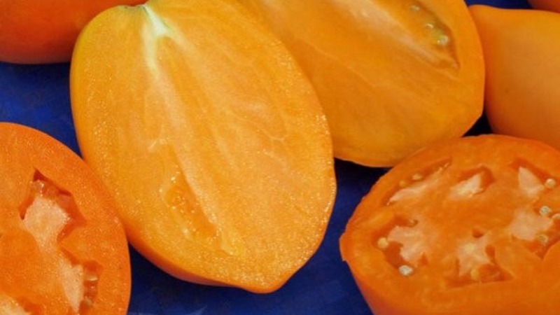 Récolte riche, goût incroyable et couleur vive - la tomate dorée de Königsberg et un guide pour sa culture