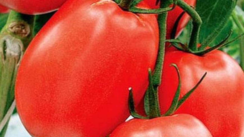 Développement d'éleveurs domestiques pour le climat russe - Tomate de la Saint-Valentin