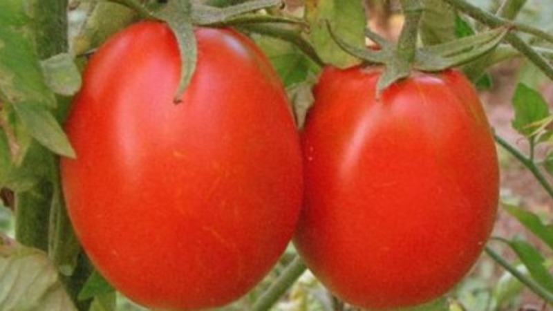 Développement d'éleveurs domestiques pour le climat russe - Tomate de la Saint-Valentin