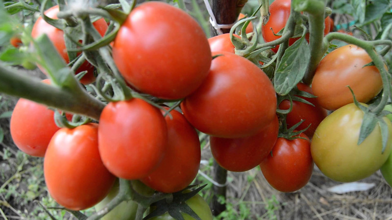 Développement d'éleveurs domestiques pour le climat russe - Tomate de la Saint-Valentin