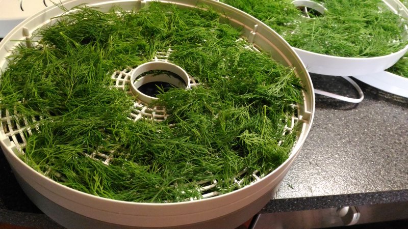 Comment bien sécher l'aneth à la maison et où le conserver