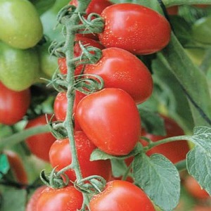 Comment faire pousser une tomate hybride Barberry sur votre site et quelles sont ses qualités positives