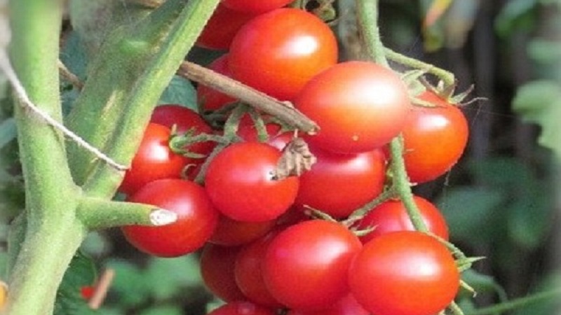 Comment faire pousser un hybride de tomate Barberry sur votre site et quelles sont ses qualités positives