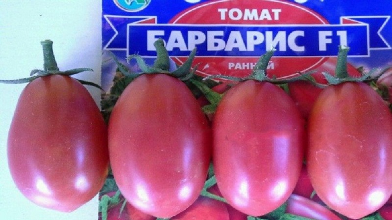 Comment faire pousser un hybride de tomate Barberry sur votre site et quelles sont ses qualités positives