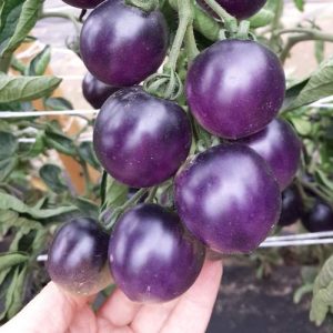 Vous n'en croirez pas vos yeux quand vous le voyez - Tomate Blue cluster f1 pour les amateurs de variétés exotiques