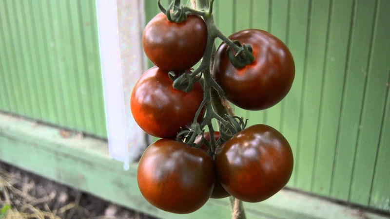 Merveilleuse fraîcheur et tout aussi bonne en conservation - La tomate Black Gourmet et les bases de la culture de cette variété