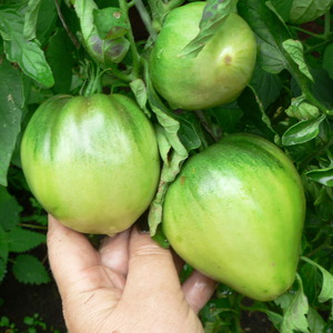 Une variété au goût et à l'arôme impeccables - Tomato King of London: critiques, photos et secrets d'entretien