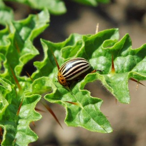 Une variété au goût et à l'arôme impeccables - Tomato King of London: critiques, photos et secrets d'entretien
