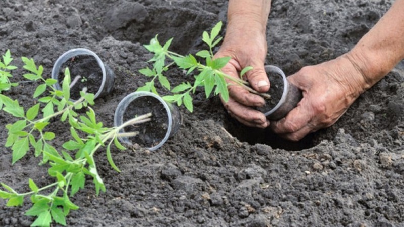 Une variété au goût et à l'arôme impeccables - Tomato King of London: critiques, photos et secrets d'entretien
