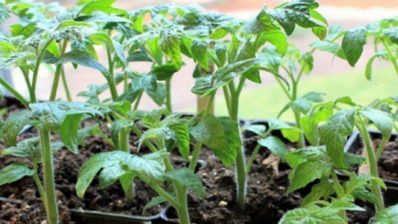 Une variété au goût et à l'arôme impeccables - Tomato King of London: critiques, photos et secrets d'entretien