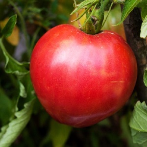 Une variété au goût et à l'arôme impeccables - Tomato King of London: critiques, photos et secrets d'entretien