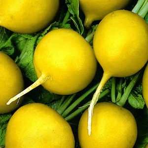 Examen des meilleures variétés de radis pour les sols ouverts et les serres