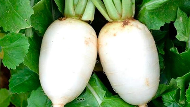 Examen des meilleures variétés de radis pour les sols ouverts et les serres